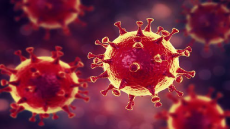 Protocol coronavirus